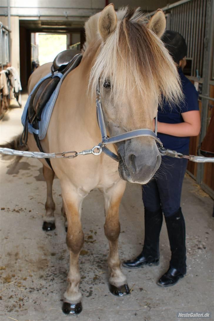 Fjordhest Halskovs Vulkan billede 9