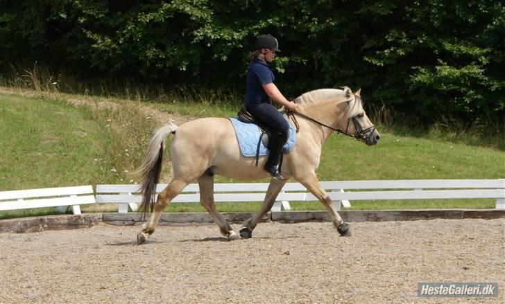 Fjordhest Halskovs Vulkan billede 11
