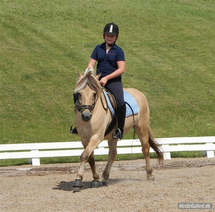 Fjordhest Halskovs Vulkan billede 12