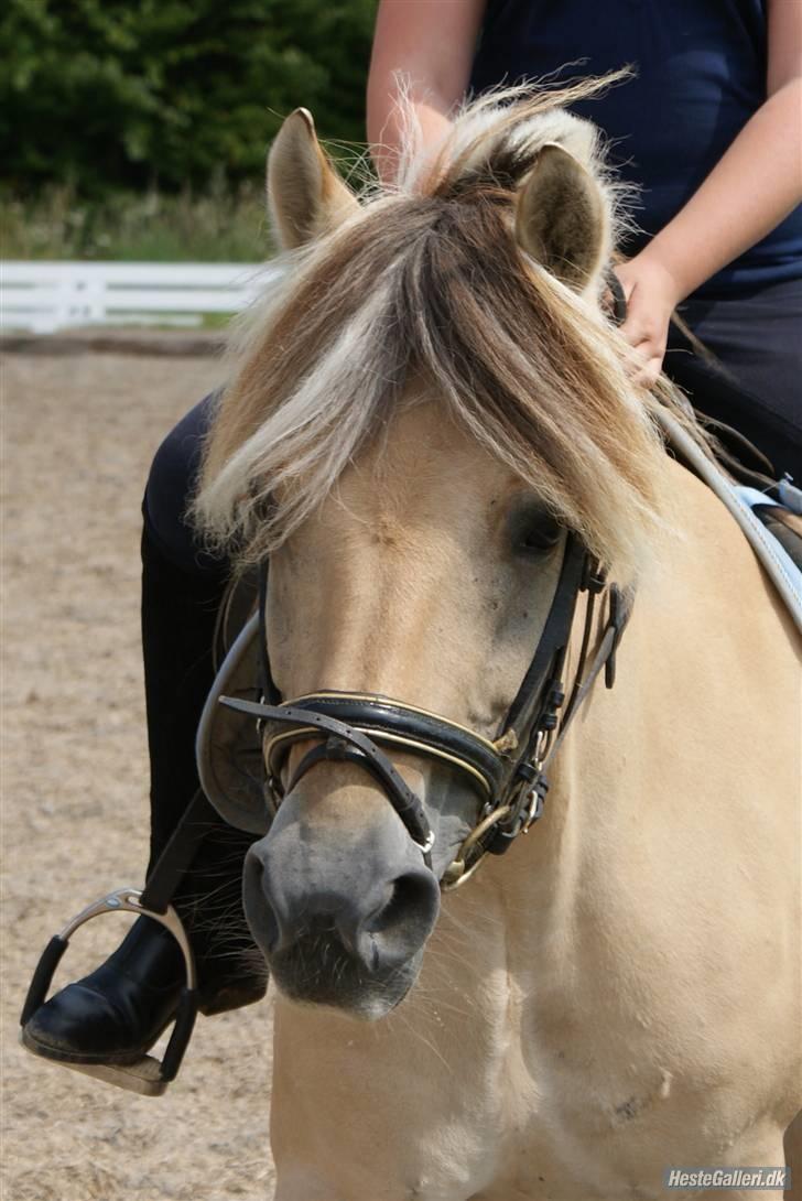 Fjordhest Halskovs Vulkan billede 13