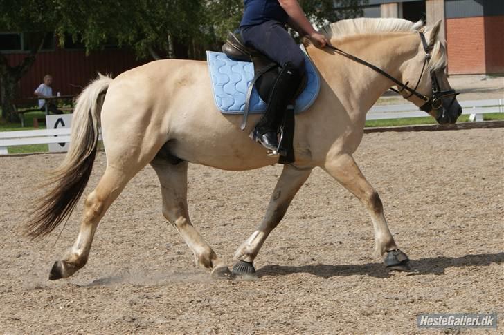Fjordhest Halskovs Vulkan billede 14