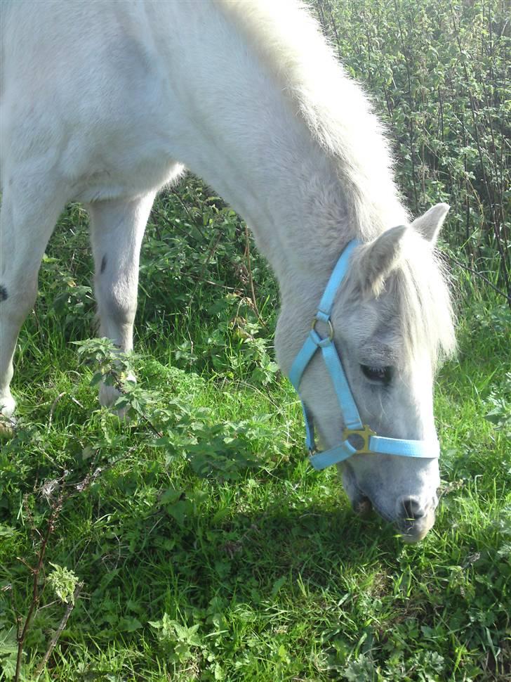 Anden særlig race Ia pigen  R.I.P :'(  †<3 - taget d.10/9.09 billede 17