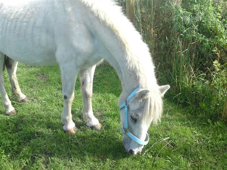 Anden særlig race Ia pigen  R.I.P :'(  †<3 - taget d.10/9.09 billede 18