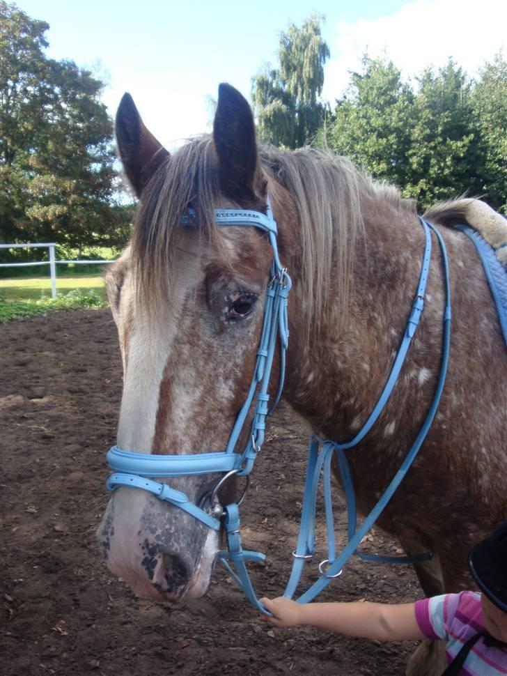 Irish Cob sjors 9 <3 - det blå udstyr så er rigtig flot til ham

Foto. Mig  billede 9