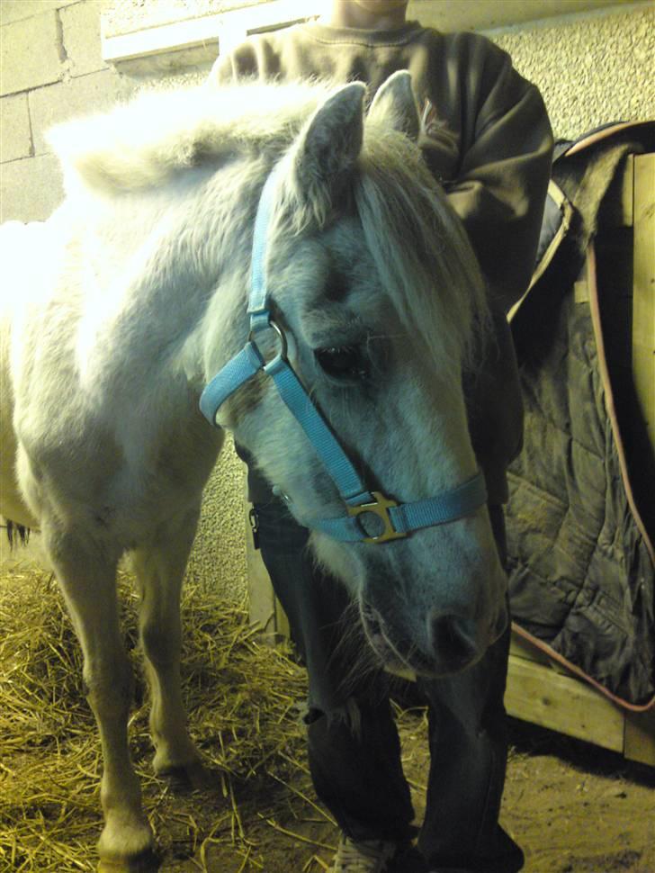 Anden særlig race Ia pigen  R.I.P :'(  †<3 - taget d.9/9.09 billede 20