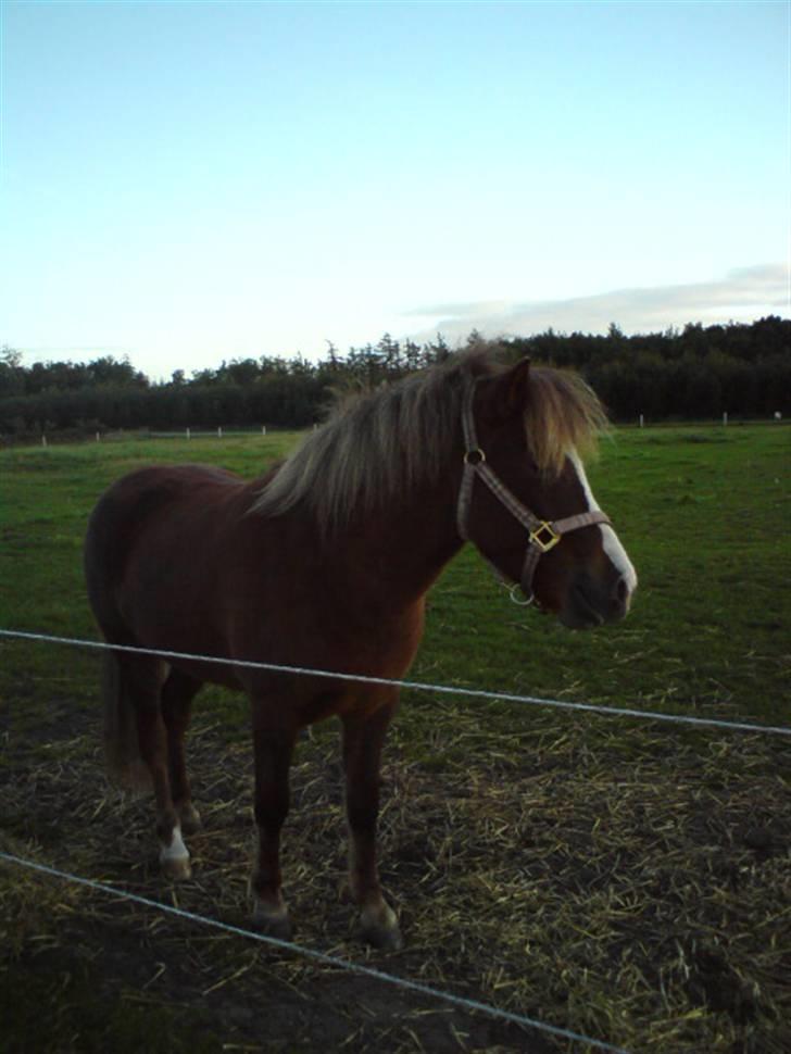 Islænder Loâ fra Nørremarken - Smuksakken C: billede 9