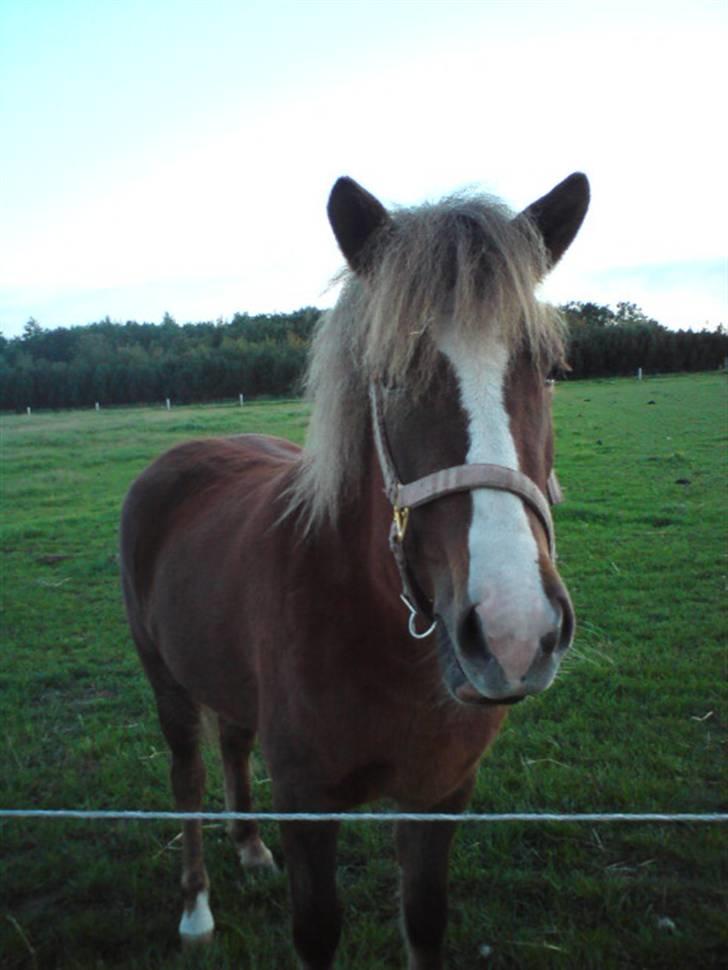 Islænder Loâ fra Nørremarken - Ihh hvor er jeg da bar´ sød (: <3 billede 11