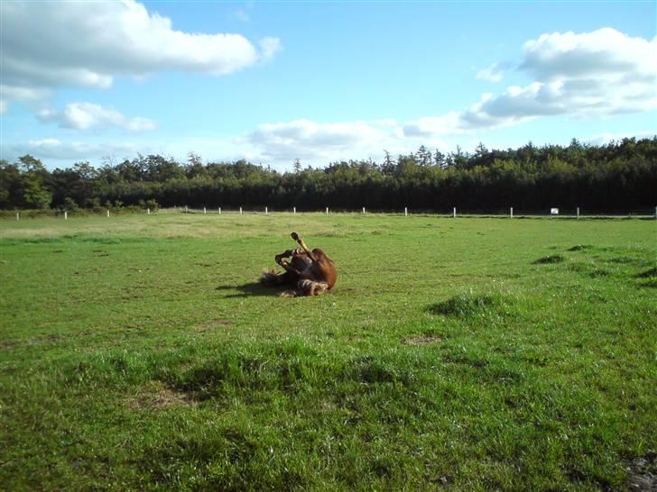 Islænder Loâ fra Nørremarken - Ihh hvor dejligt :) billede 12