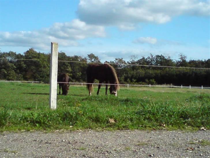 Islænder Loâ fra Nørremarken - Namnam Ü billede 13