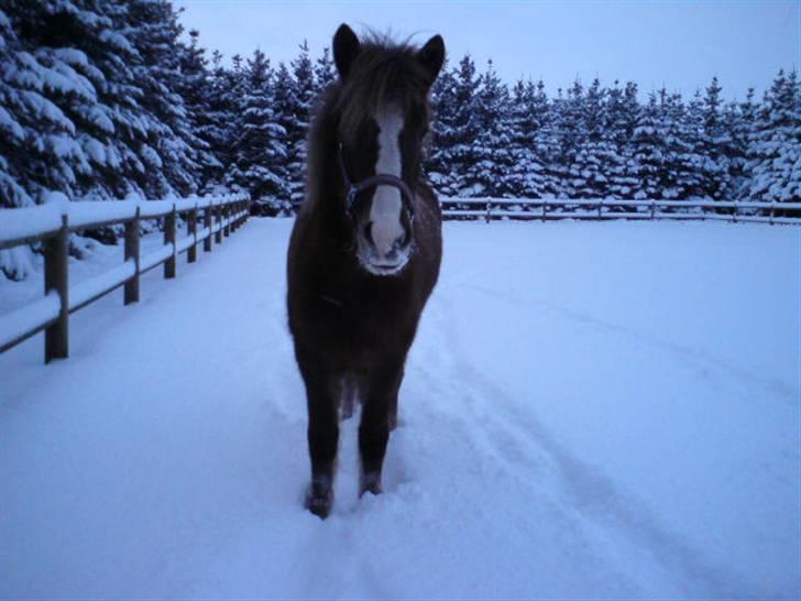 Islænder Loâ fra Nørremarken - Loâ-Poâ i sneen :P billede 14