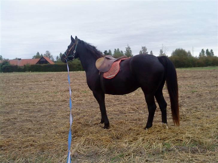 Oldenborg Faye Lyngbo billede 2