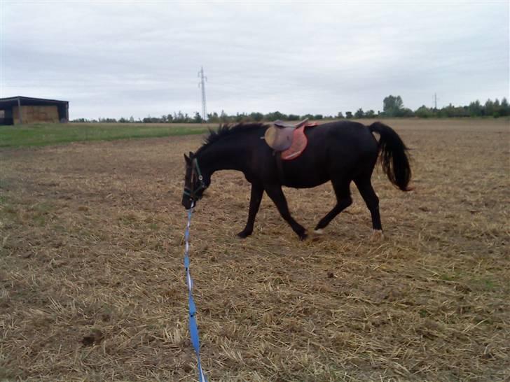 Oldenborg Faye Lyngbo billede 3