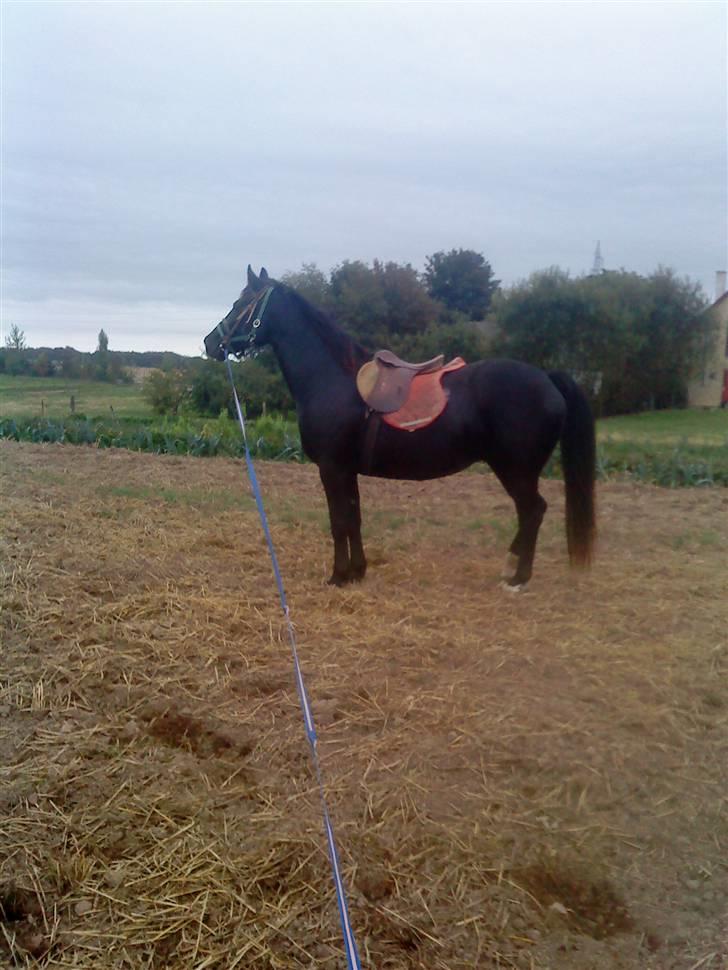 Oldenborg Faye Lyngbo billede 4