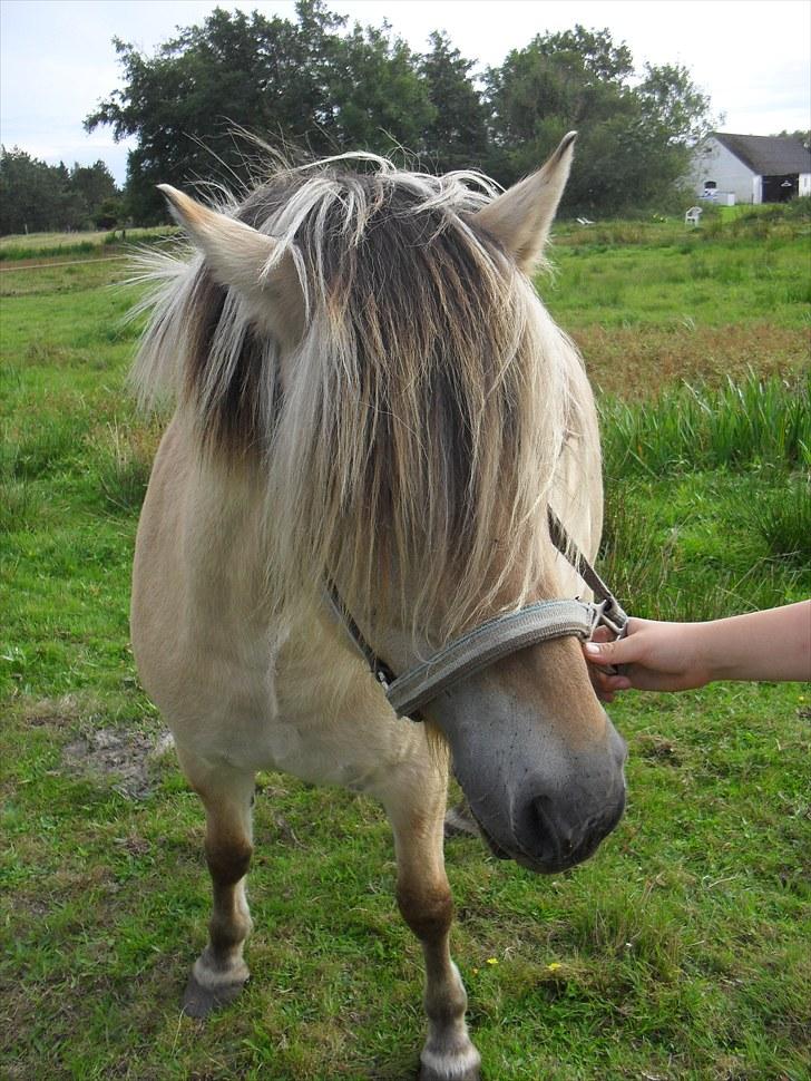 Fjordhest Pusle - Farvel min skat, vi ses nok aldrig igen )´: - Det sidste billede med hende. billede 11