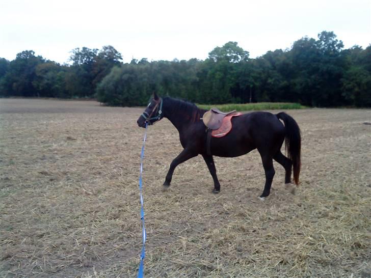 Oldenborg Faye Lyngbo billede 5