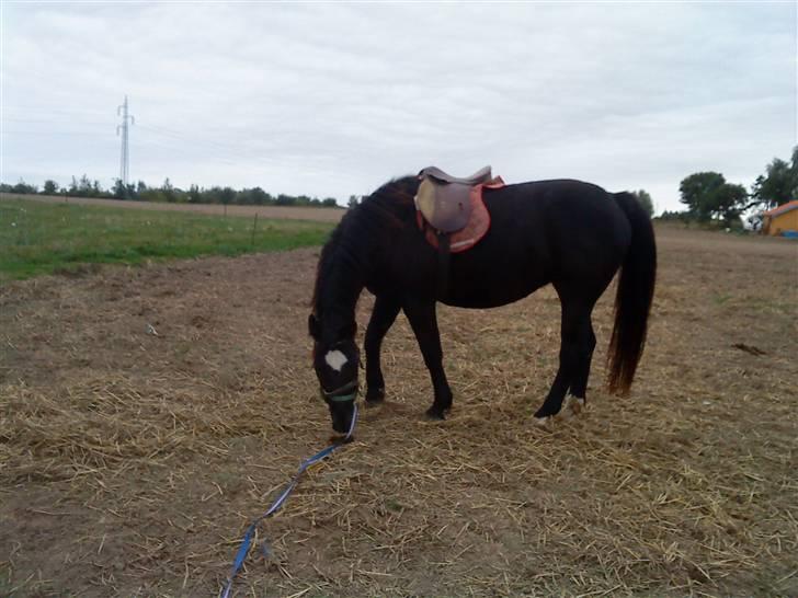 Oldenborg Faye Lyngbo billede 6