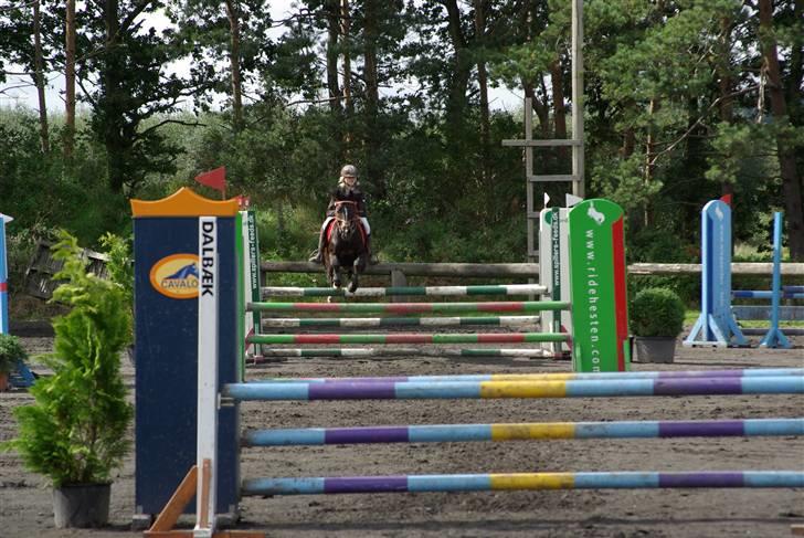 DSP Tai Tanico B-pony - SOLGT :0( billede 3