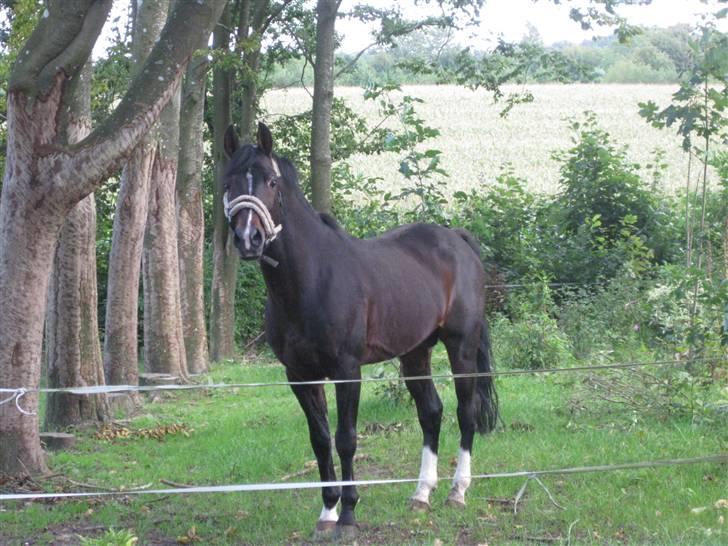 DSP Tai Tanico B-pony - SOLGT :0( billede 7