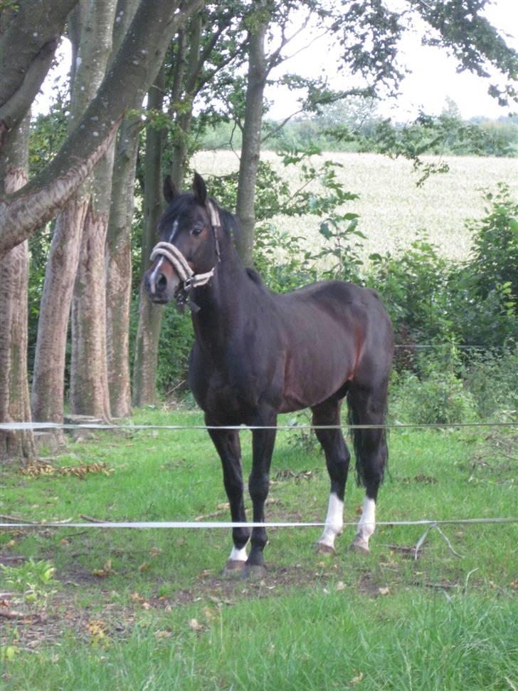 DSP Tai Tanico B-pony - SOLGT :0( billede 8