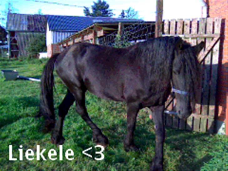 Frieser Liekele billede 1