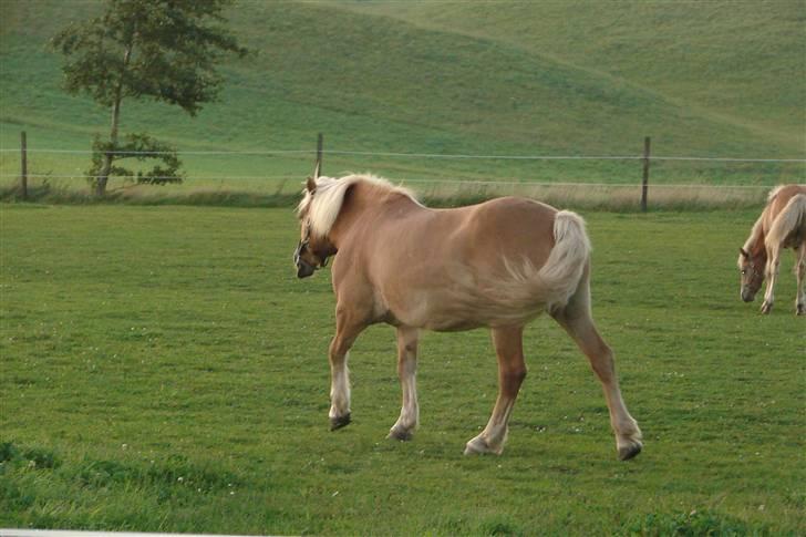 Haflinger 16734/T Corlita billede 13