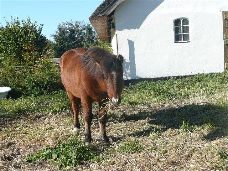 Islænder Djarfur billede 17