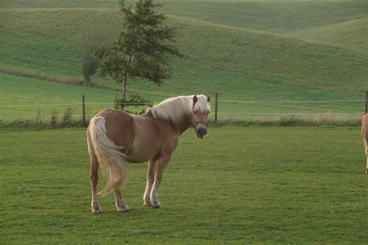 Haflinger 16734/T Corlita billede 14