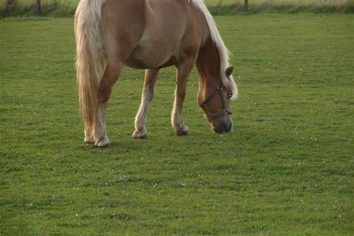 Haflinger 16734/T Corlita billede 15
