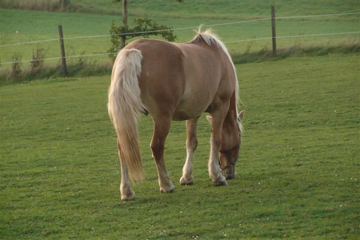 Haflinger 16734/T Corlita billede 16