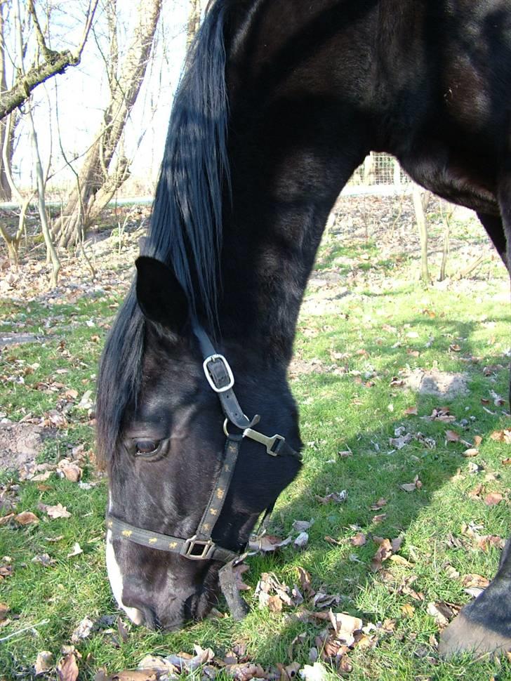 Traver Dylaron billede 6