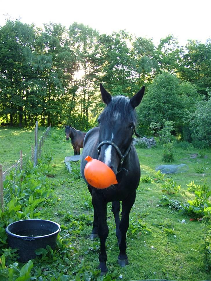 Traver Dylaron billede 7