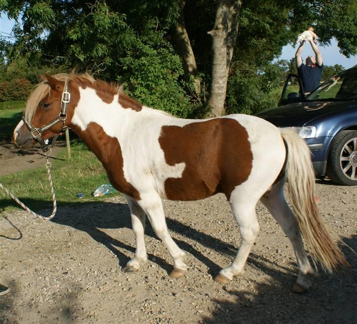 Anden særlig race *PlayBoy Solgt:'( billede 8