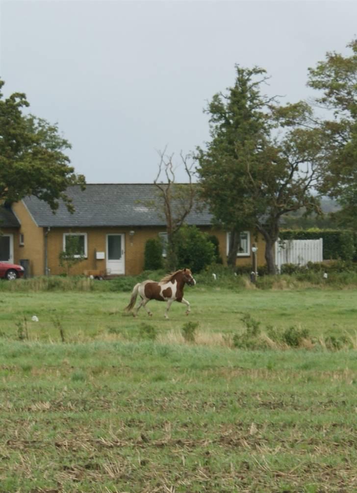 Anden særlig race *PlayBoy Solgt:'( billede 9