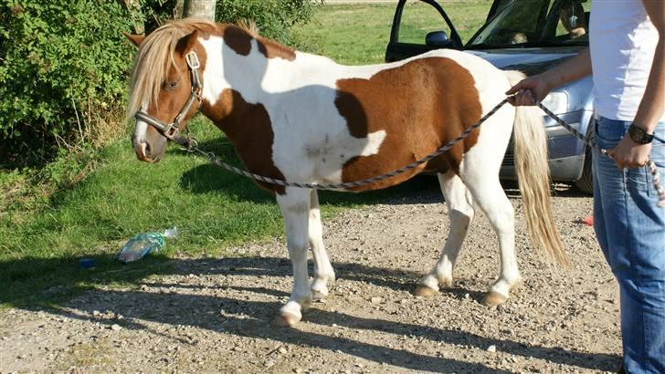 Anden særlig race *PlayBoy Solgt:'( billede 10