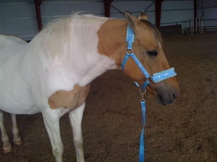 Anden særlig race Victoria <3 R.I.P <3 :'( Savner dig :'( <3 - Victoria med hendes nye smukke grime<33 billede 11