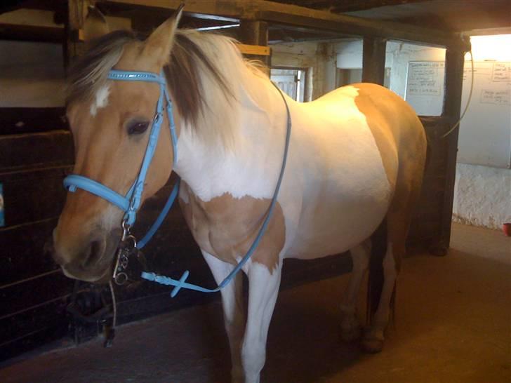 Anden særlig race Victoria <3 R.I.P <3 :'( Savner dig :'( <3 - Og hendes nye trense:-) billede 12