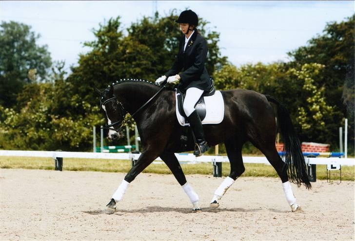 Dansk Varmblod devine RDH - mig til mit første dressur stævne  billede 17