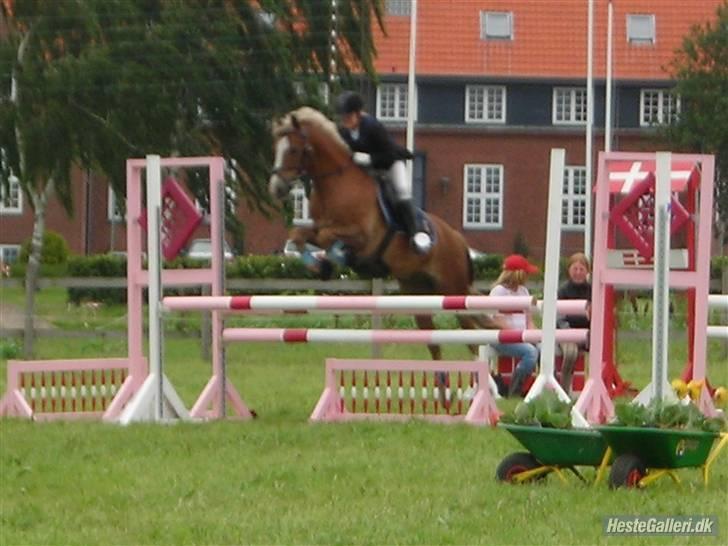 Anden særlig race Salvador<3 SOLGT - ponyuge LA spring billede 7