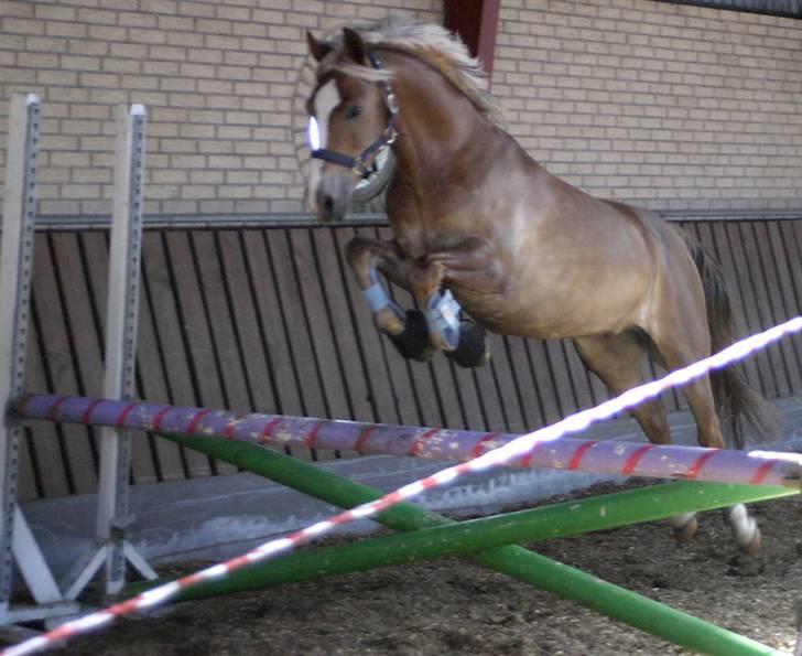 Anden særlig race Salvador<3 SOLGT - opvarmning i løs springning billede 8