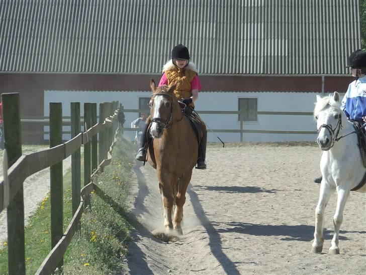 Anden særlig race Anton (gammel ridehest?) - Gammelt billede billede 16