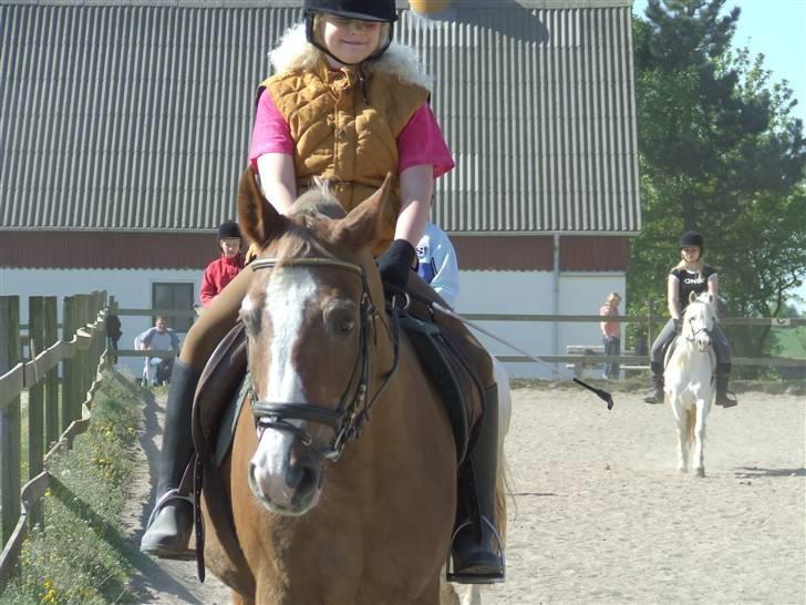 Anden særlig race Anton (gammel ridehest?) - Årh sødt hoved! Tjek lige mit face?! billede 17