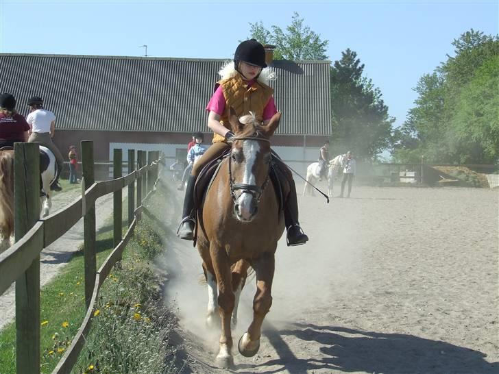 Anden særlig race Anton (gammel ridehest?) - Trav billede 18