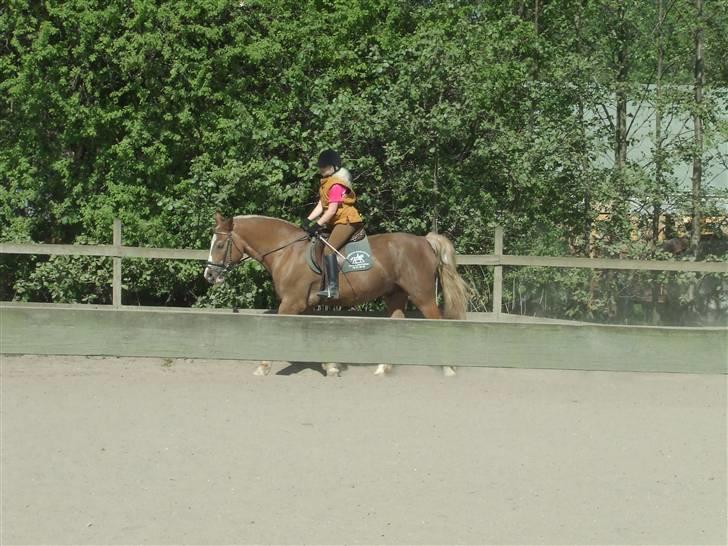 Anden særlig race Anton (gammel ridehest?) billede 19