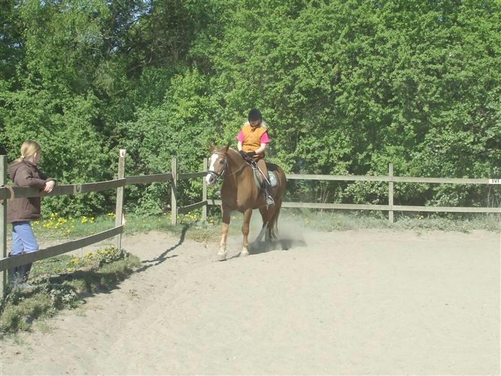 Anden særlig race Anton (gammel ridehest?) billede 20