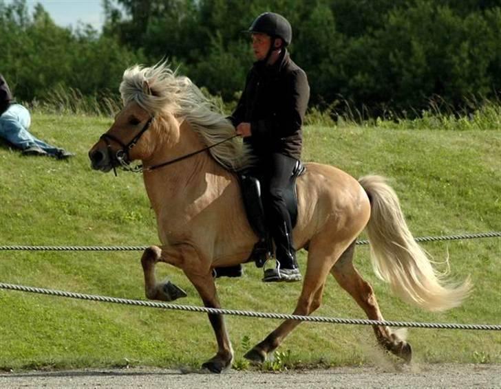 Islænder Gullfeti frá Árbakka - Kåring på Hedeland juni 2009, Tölt billede 6