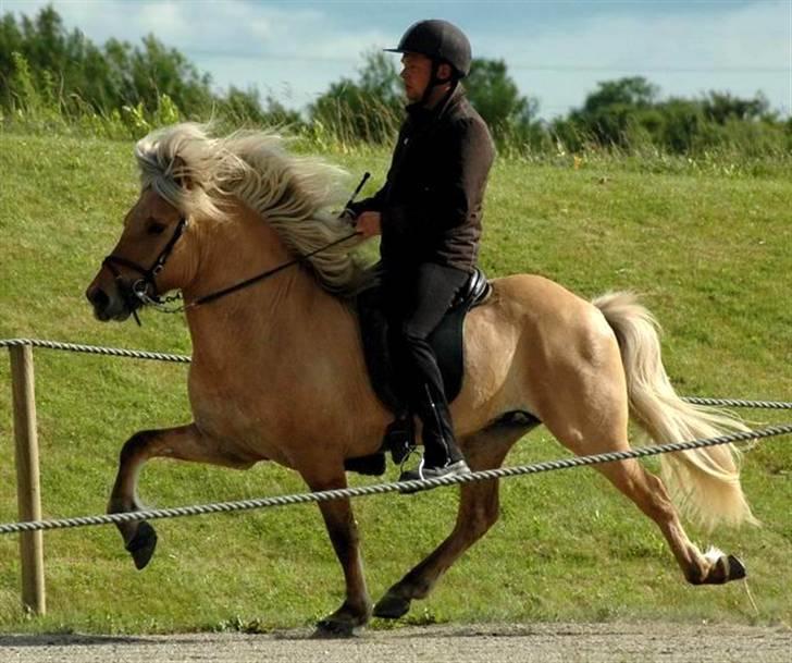 Islænder Gullfeti frá Árbakka - Kåring på Hedeland juni 2009, Tölt billede 7