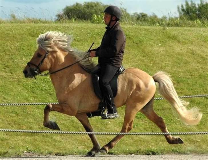 Islænder Gullfeti frá Árbakka - Kåring på Hedeland juni 2009, Tölt billede 8