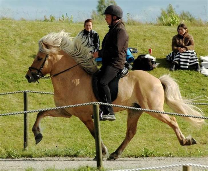 Islænder Gullfeti frá Árbakka - Kåring på Hedeland juni 2009, Tölt billede 9