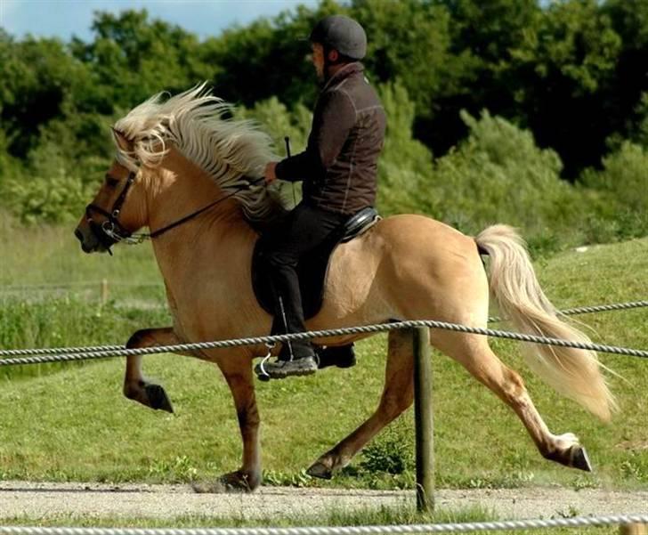 Islænder Gullfeti frá Árbakka - Kåring på Hedeland juni 2009, Tölt billede 10