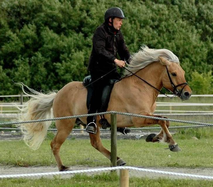 Islænder Gullfeti frá Árbakka - Kåring på Hedeland juni 2009, Galop billede 13